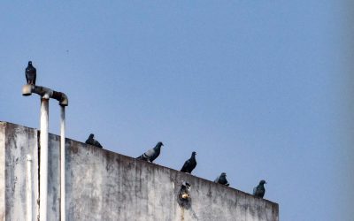 Étude de cas : site industriel en Île-de-France