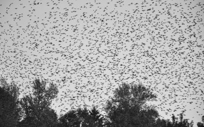 Prévenir les nuisances des étourneaux