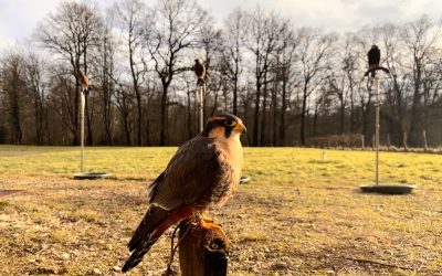 Qu’est-ce que l’effarouchement par Fauconnerie