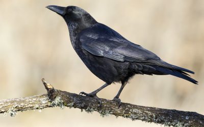 Effarouchement des corbeaux freux à Semur-en-Auxois