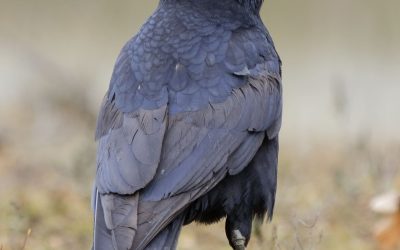 Des rapaces mobilisés pour faire fuir les corbeaux à Semur-en-Auxois