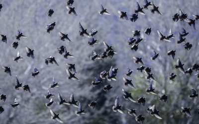 Opération de Bio-Prédation à Saint-Galmier