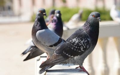 Dépigeonnage à Lyon : Éloigner les pigeons