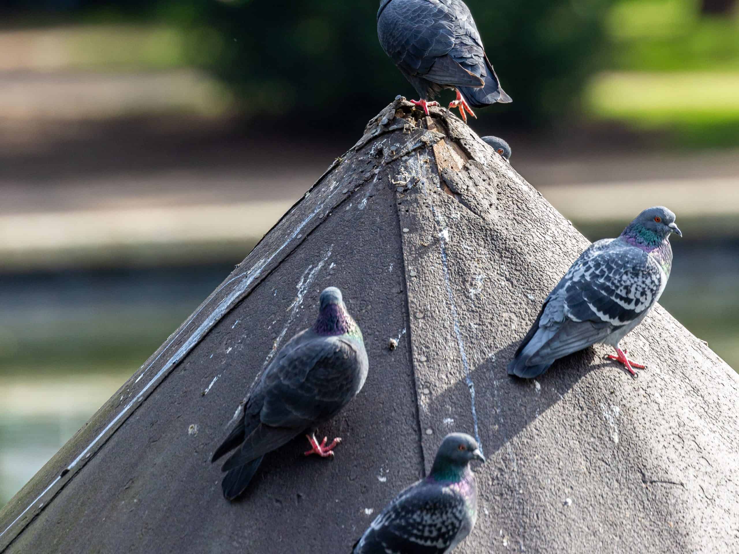 Chasse pigeon magasin