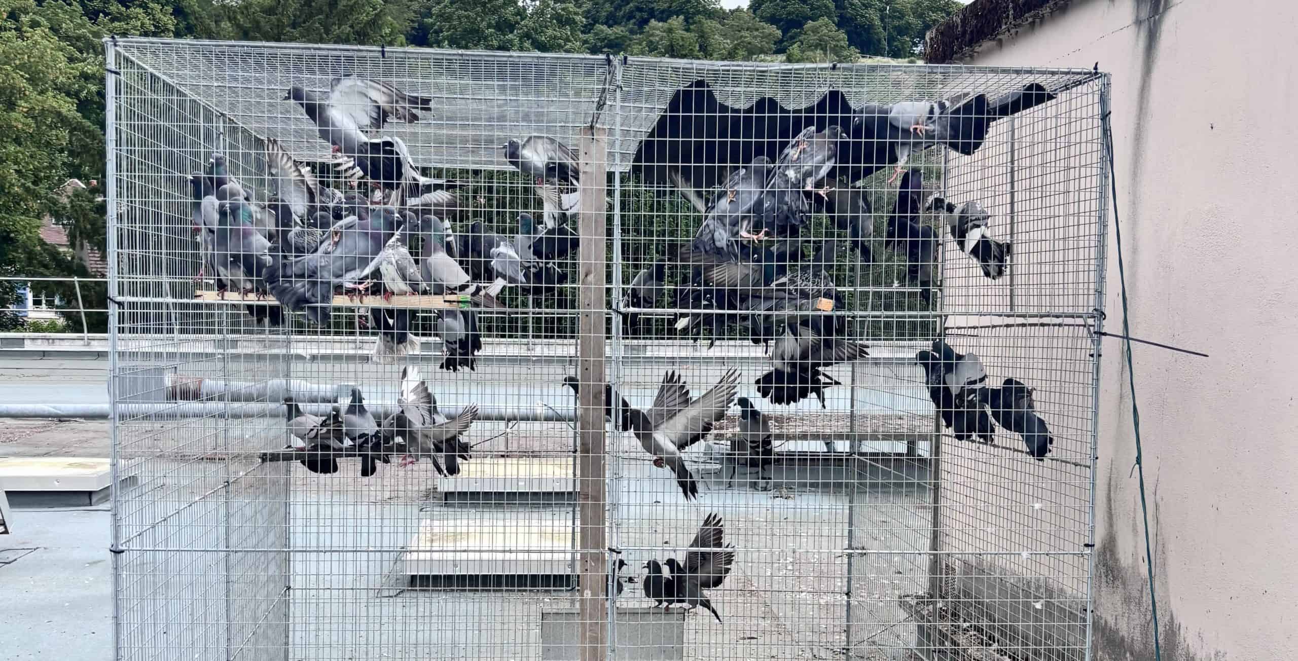 Réalisation dépigeonnage Poitiers 1