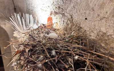 Pics anti-pigeon VS pigeons urbains : qui gagne vraiment ?