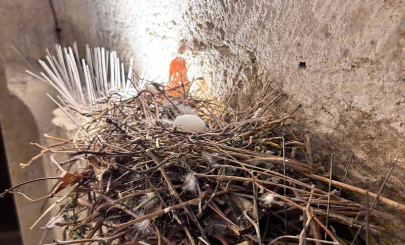 Pics anti-pigeon VS pigeons urbains : qui gagne vraiment ?