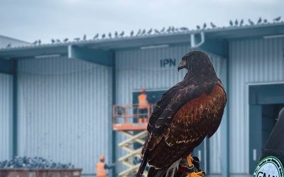 Dépigeonnage site industriel : Le guide complet pour protéger vos installations