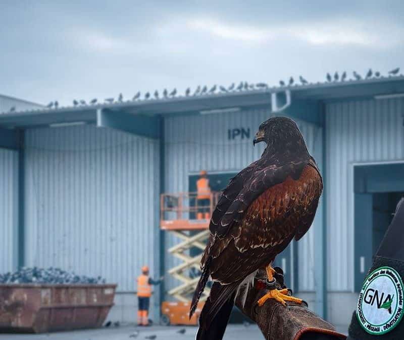 Dépigeonnage site industriel : Le guide complet pour protéger vos installations